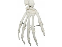 Standaard Skelet, 170 cm